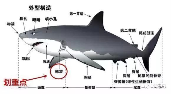 科普：鲨鱼不游泳会淹死
