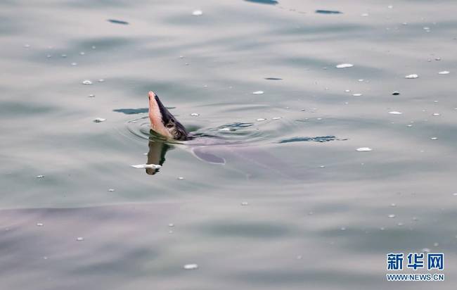 4月10日拍摄的放流到长江中的中华鲟。新华社发(郑家裕 摄)