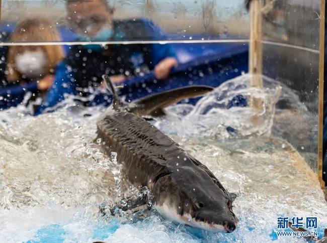 4月10日,中华鲟从放流通道滑入长江。新华社发(郑家裕 摄)