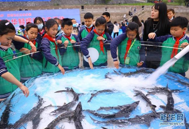 4月10日,小学生在中华鲟放流池边听老师讲解中华鲟相关知识。新华社发(黄善军 摄)