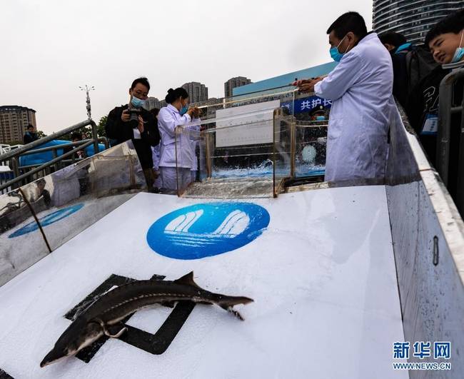 4月10日,中华鲟从放流通道滑入长江。新华社发(郑家裕 摄)